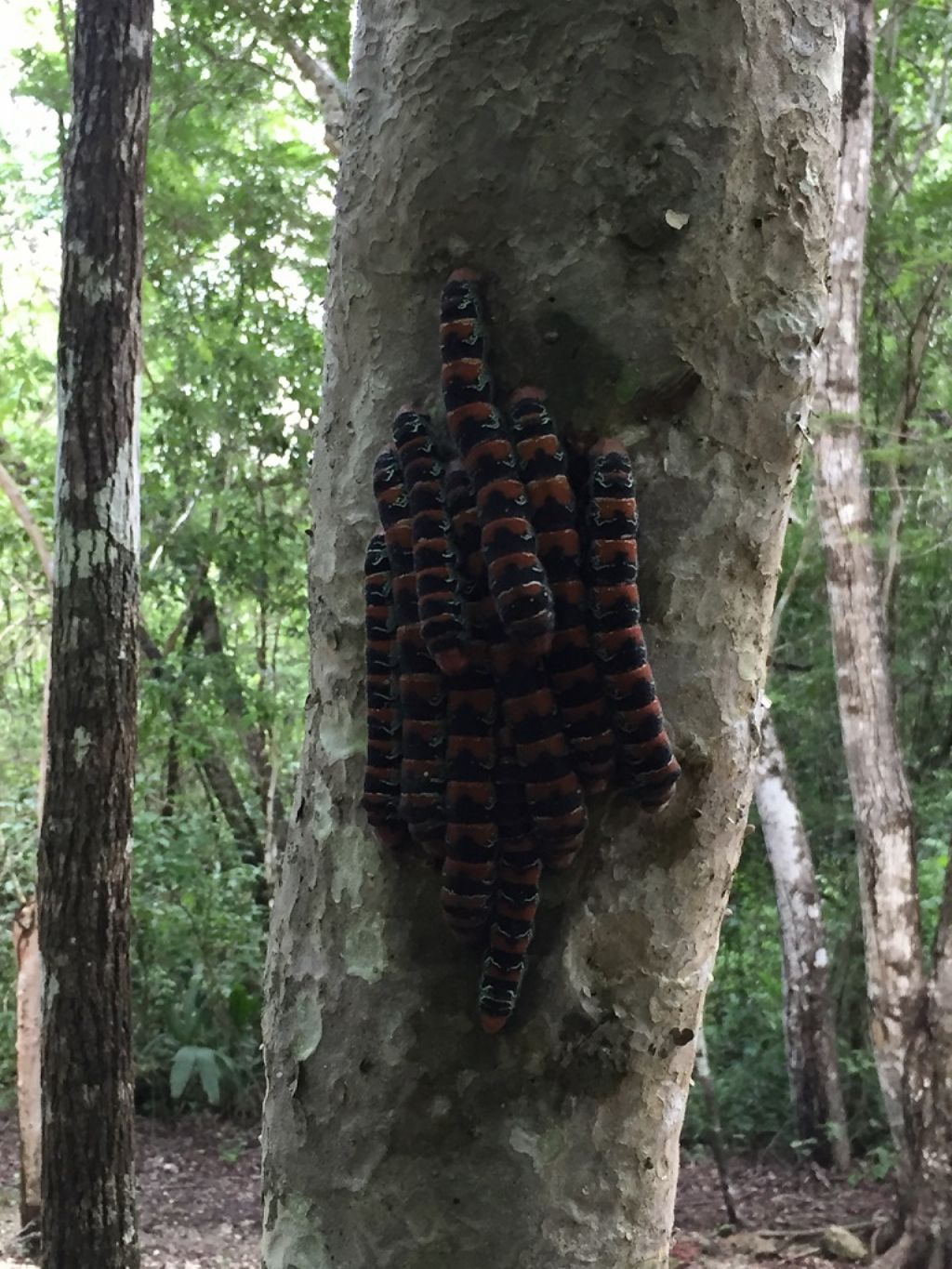 larve di Arsenura armida (Lepidoptera-Saturniidae )- Messico